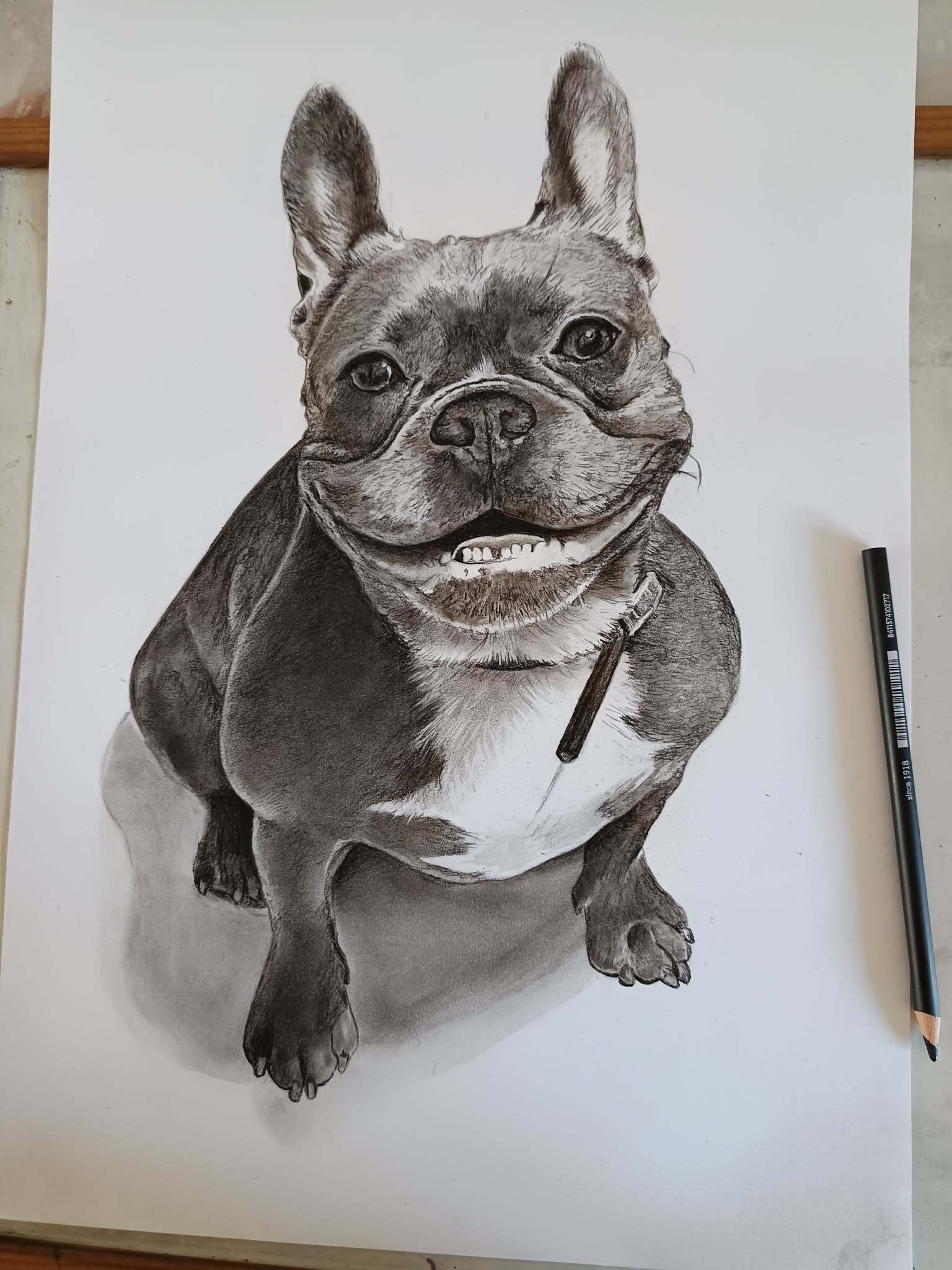 Francia bulldog — színesceruza rajz